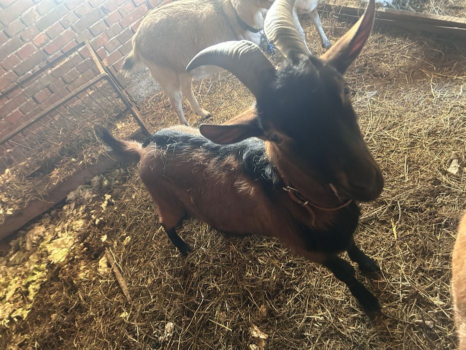 Пръч френски алпин