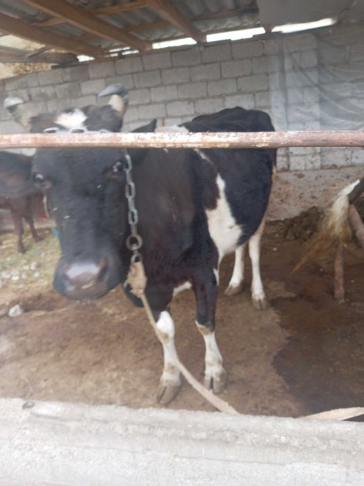 Сигир сотилади, боласи билан