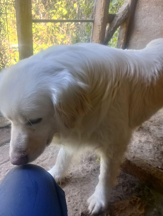 Golden retriever