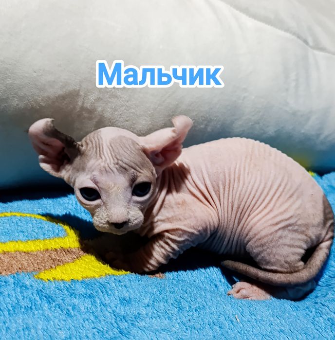 Сфинкс эльф котята