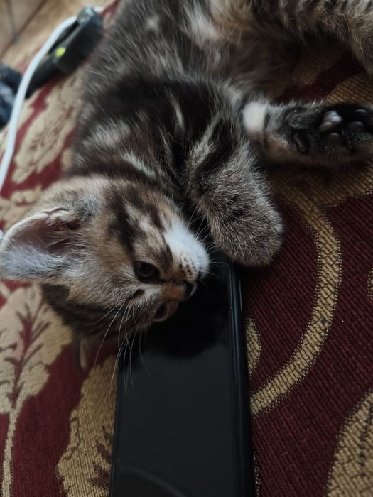 Шотладскии котенок мальчик