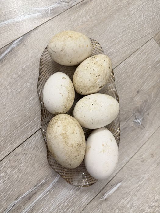 Инкубационные яйца гуся Линда