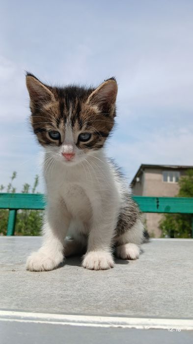 Котёнок  в хорошие ручки
