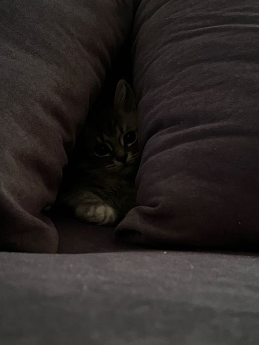 Котенок 3.5 месяца