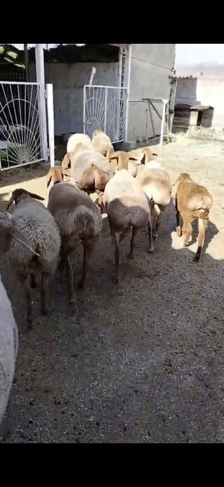 Арашан қойлар сатылады!