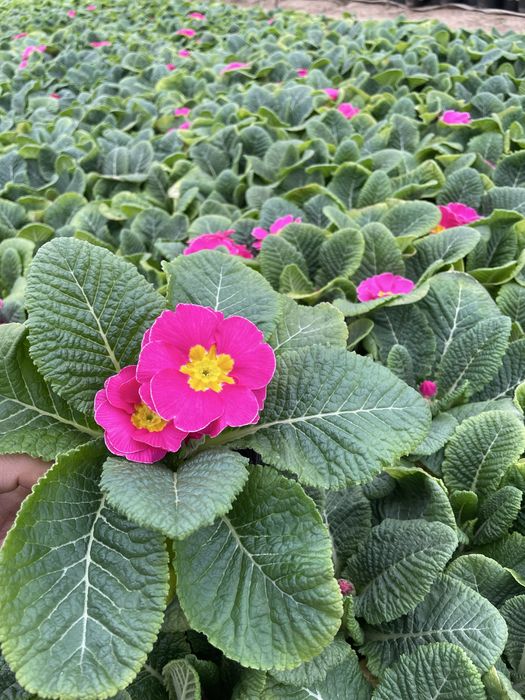 Цветя за 8 - ми март