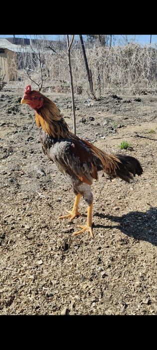 Дакан Июньский петух