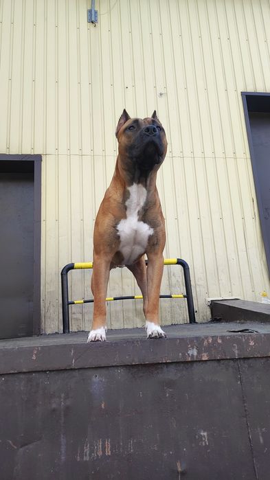 Здравствуйте четкий пацан ищет подругу