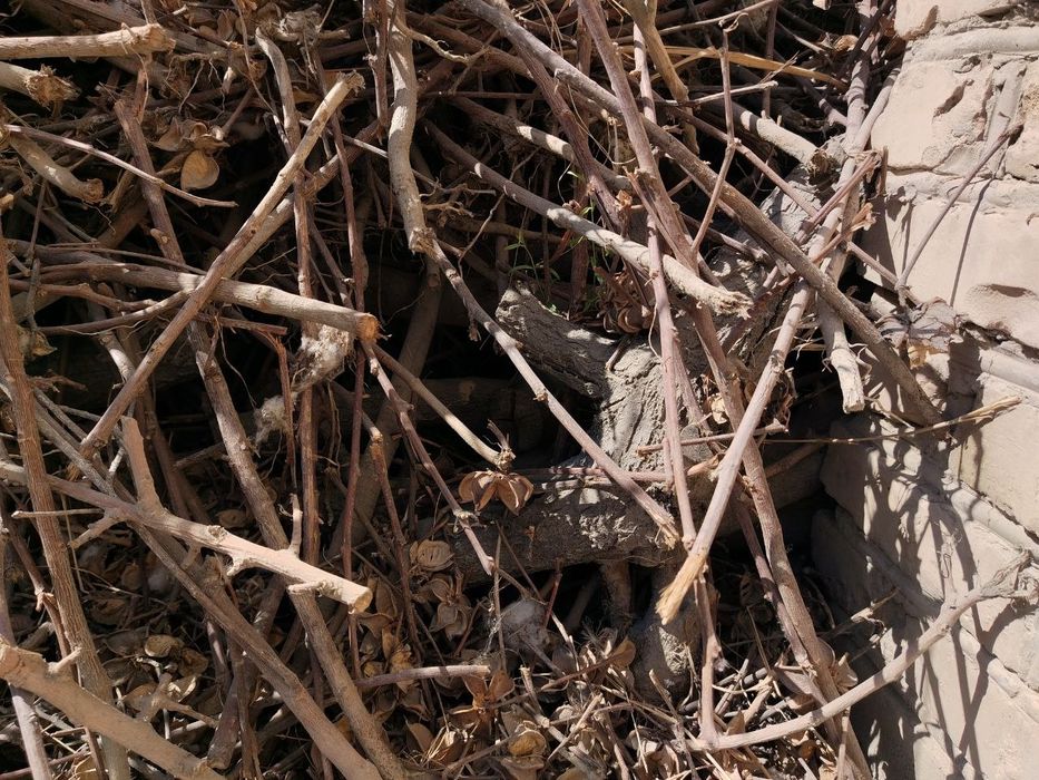 Утин срочно сотилади