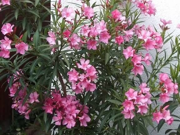 Leandru (Toate culorile în Stoc )