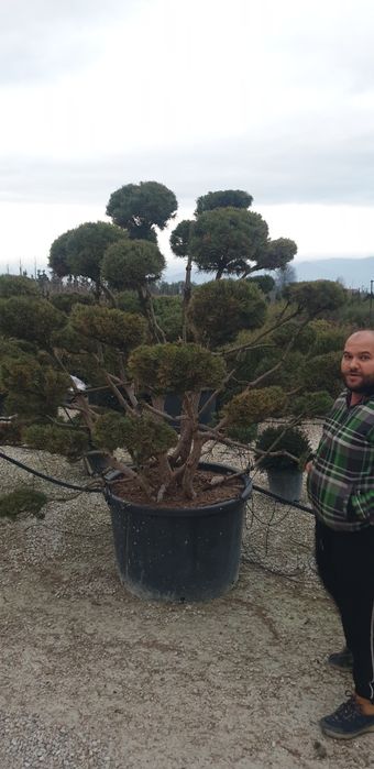 Bonsai din diferite specii de plante