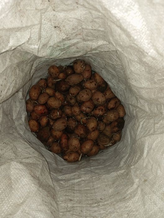 Картофель семенной сорт Радриго!!!