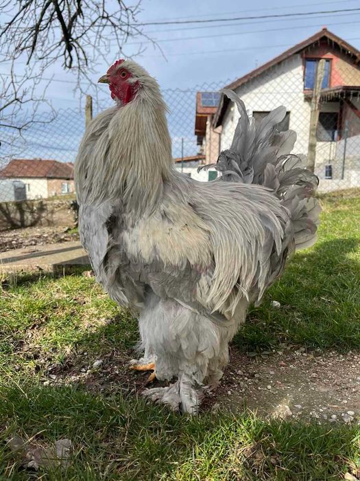 Продавам петел Брама Изабела