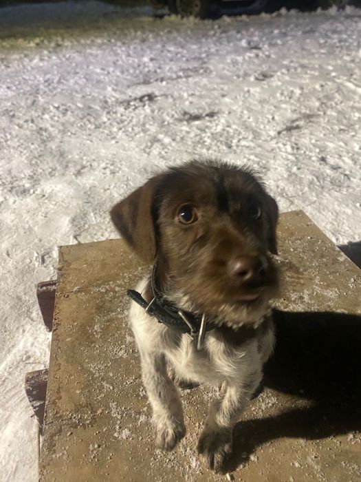 Щенок  дратхаара