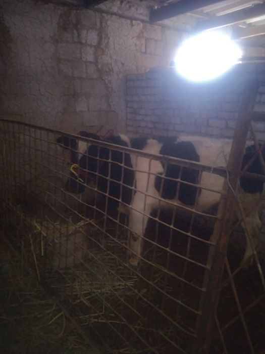 Бука срочно сотилади