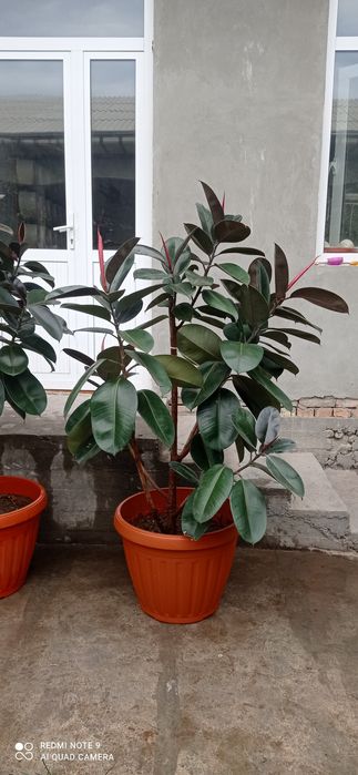 U bodring bilan ozini silkitadi.