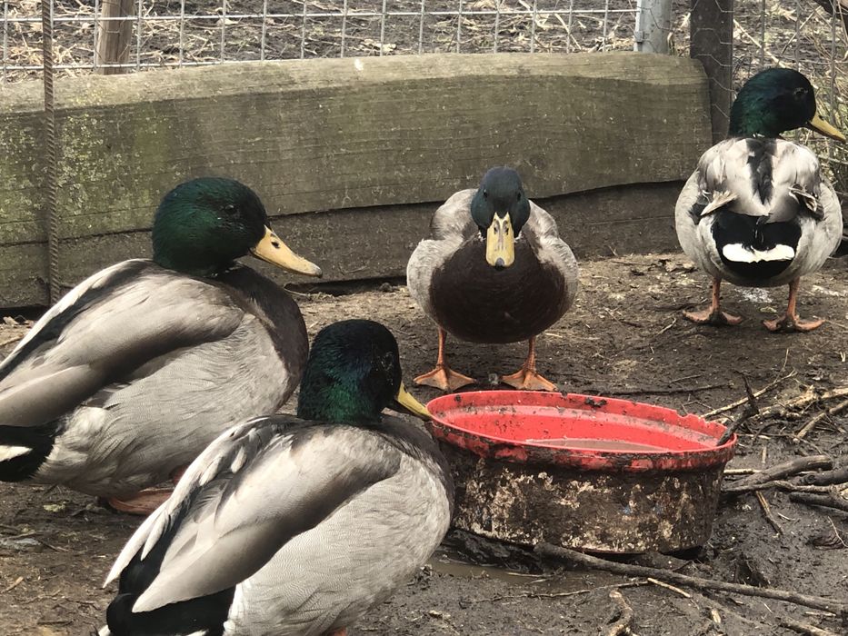 Ratoi salbatici tineret