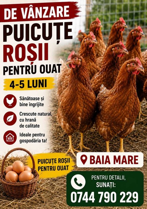 De vânzare puicuțe roșii pentru ouat – 4 -5luni