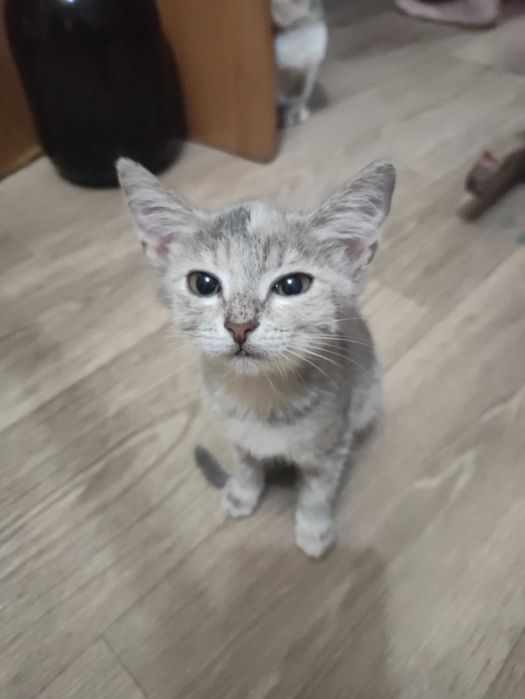 Отдадим в добрые руки котят