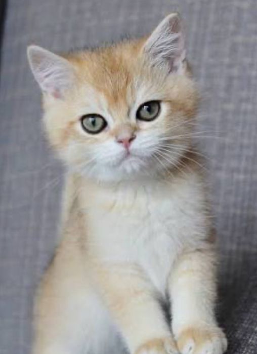 Shinshilla шиншилла