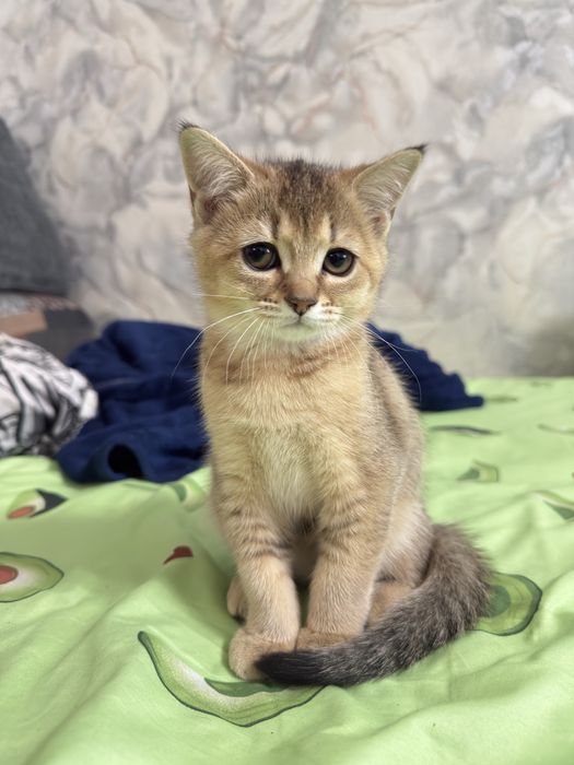 Котенок скотиш страйт
