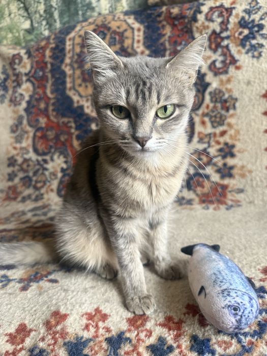 Очаровательная кошечка