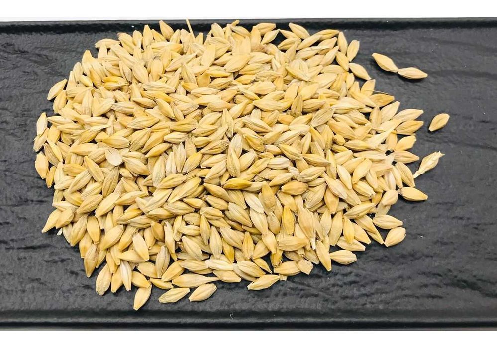 продам ячмень семенной