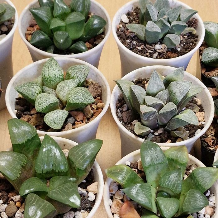 Хавортии, суккуленты