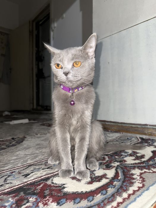 Продам чистих домашних котят