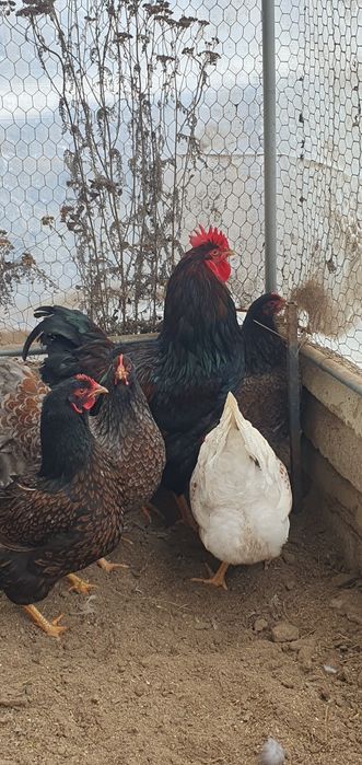 Barnevelder roșu albastru