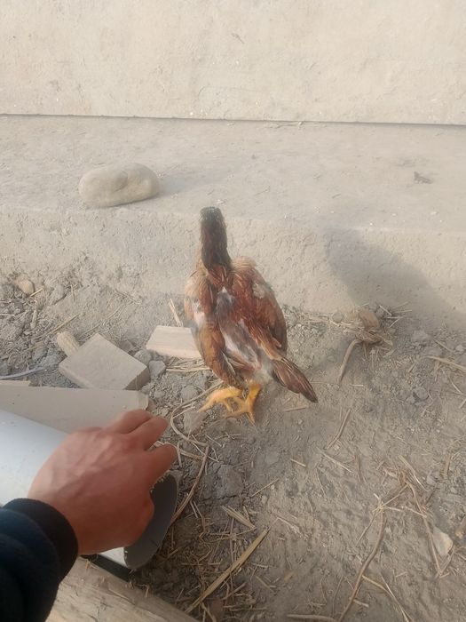 Makiyon joʻjalar sotuvda qiziqqanlar uchun soni 4ta