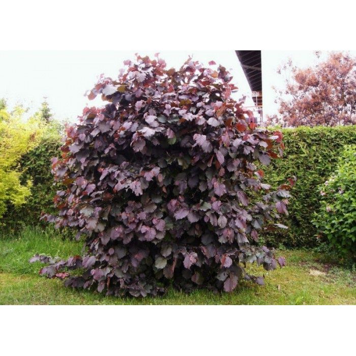 Alun Soiul ( LAMBERT )