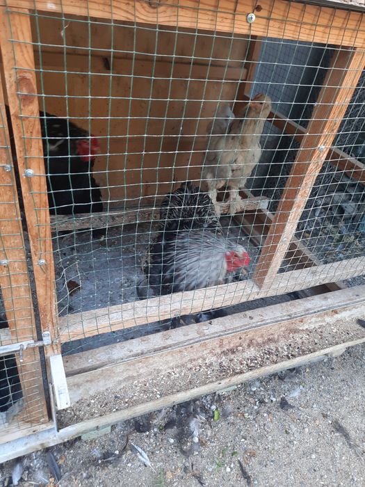 Brama tovuq xo'rozla sotiladi