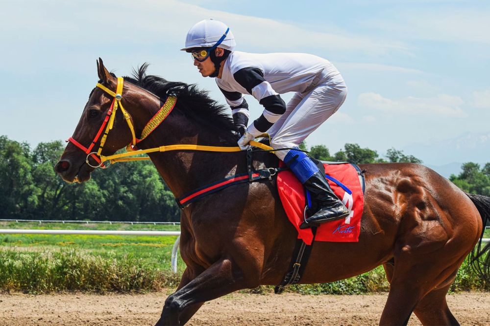 Тренинг и содержание лошадей