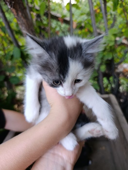 Котята  хорошие ,игривые .