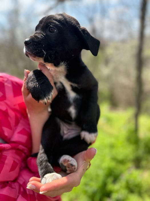 Кученца Кане Корсо