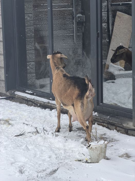 Козлик Альпонуб!