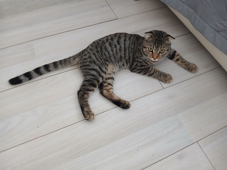 Отдам котёнка добрые руки
