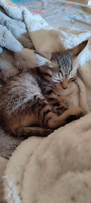 Отдам котят в добрые руки