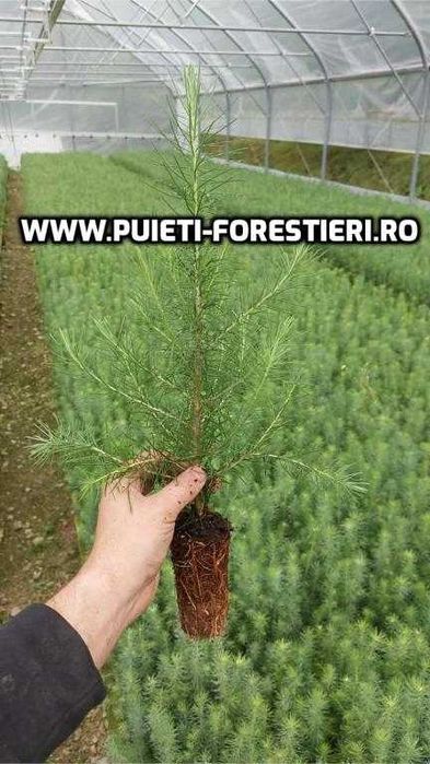 Puieti containerizati larice (Larix decidua) apti de plantat
