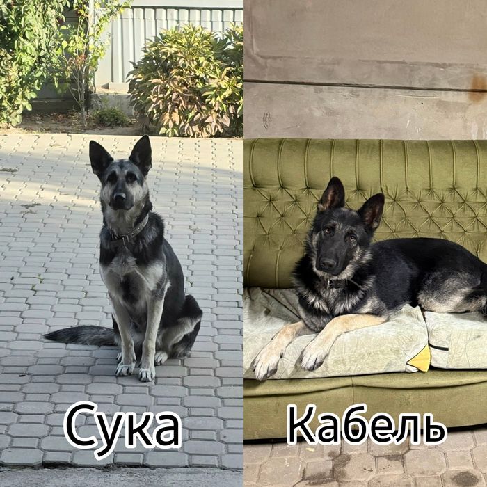 Щенки восточно-европейской овчарки