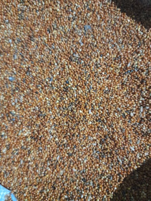 Продам просо в мешках