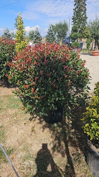 Photinia red robin- Prunus laucerasus- Leylandi