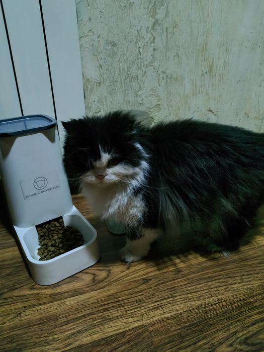 Породистая кошка ищет дом