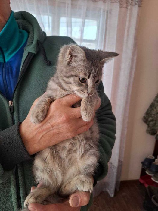 Отдам в хорошие руки