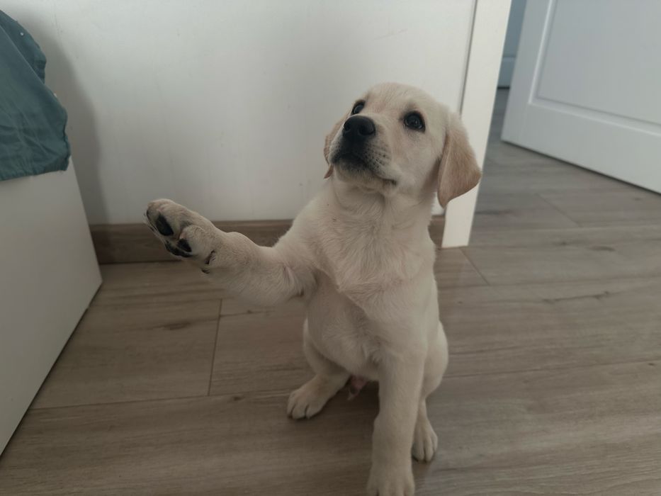 Лабрадор | щенок
