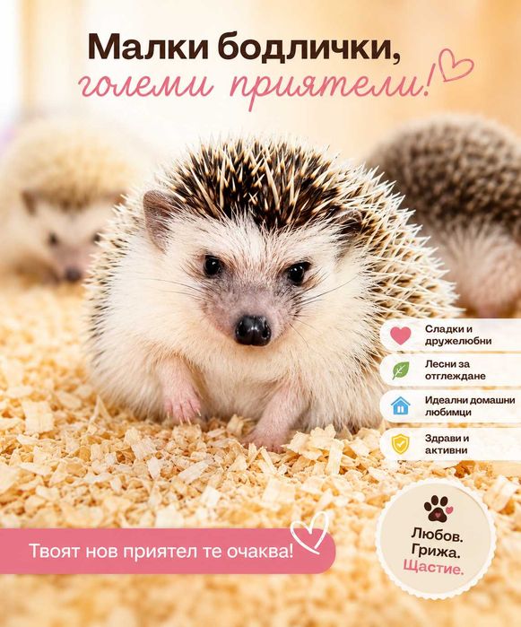 Африкански мини таралежчета