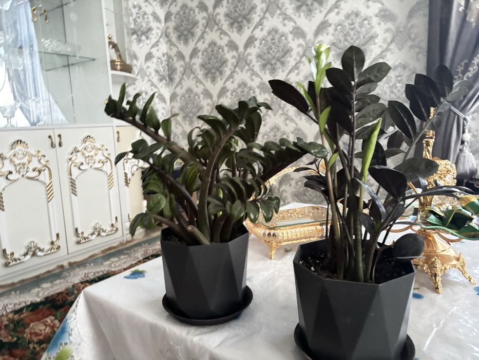 Доллар гулдер сатылады