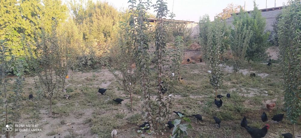 8 sotik Piskent tumani birlik maxallasi navrov ko'chasi 4-uy