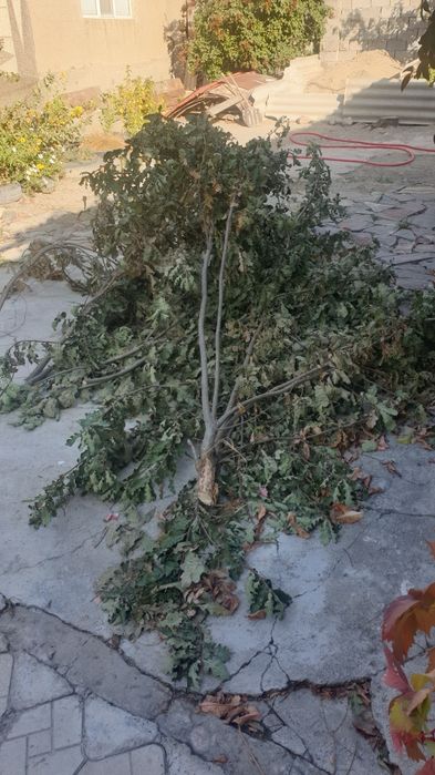 Дрова доски бесплатно